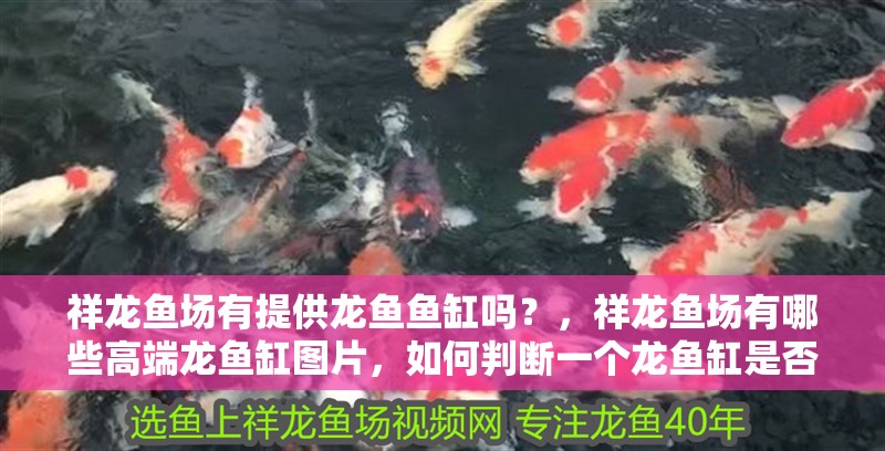 祥龍魚場有提供龍魚魚缸嗎？，祥龍魚場有哪些高端龍魚缸圖片，如何判斷一個龍魚缸是否高端？