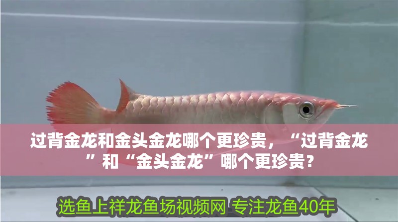 過背金龍和金頭金龍哪個更珍貴，“過背金龍”和“金頭金龍”哪個更珍貴？