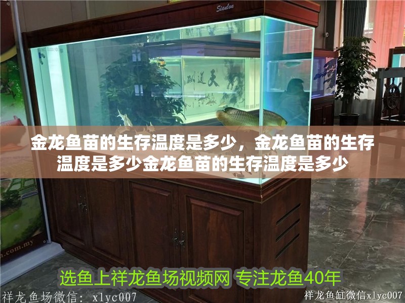 金龍魚苗的生存溫度是多少，金龍魚苗的生存溫度是多少金龍魚苗的生存溫度是多少