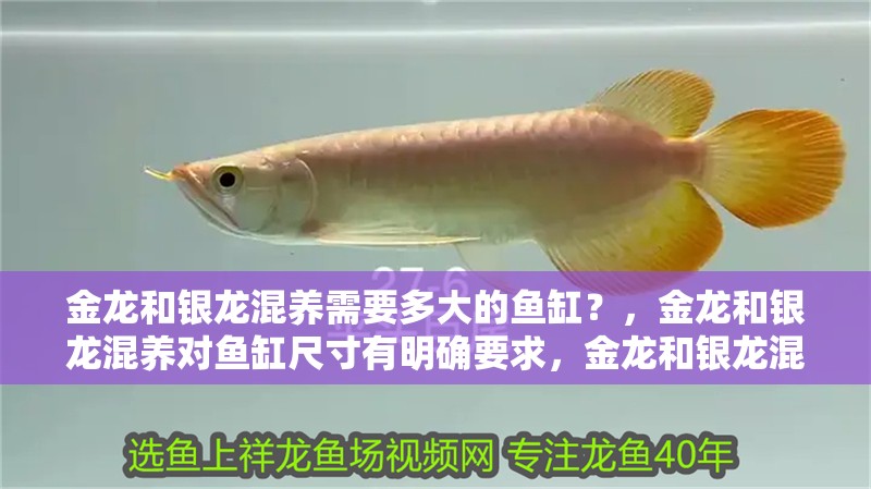 金龍和銀龍混養需要多大的魚缸？，金龍和銀龍混養對魚缸尺寸有明確要求，金龍和銀龍混養需要哪些設備