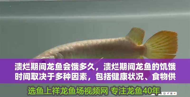 潰爛期間龍魚會(huì)餓多久，潰爛期間龍魚的饑餓時(shí)間取決于多種因素，包括健康狀況、食物供應(yīng)以及環(huán)境條件