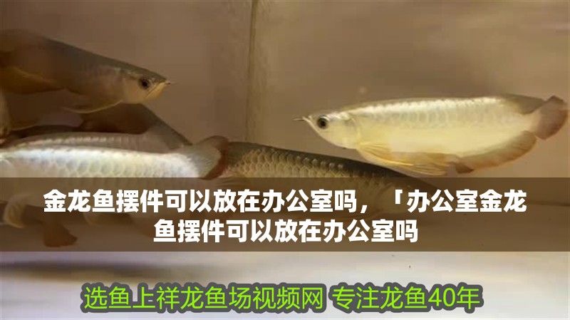 金龍魚(yú)擺件可以放在辦公室嗎，「辦公室金龍魚(yú)擺件可以放在辦公室嗎