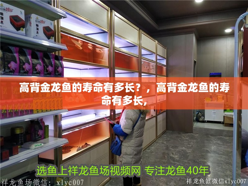 高背金龍魚的壽命有多長？，高背金龍魚的壽命有多長,