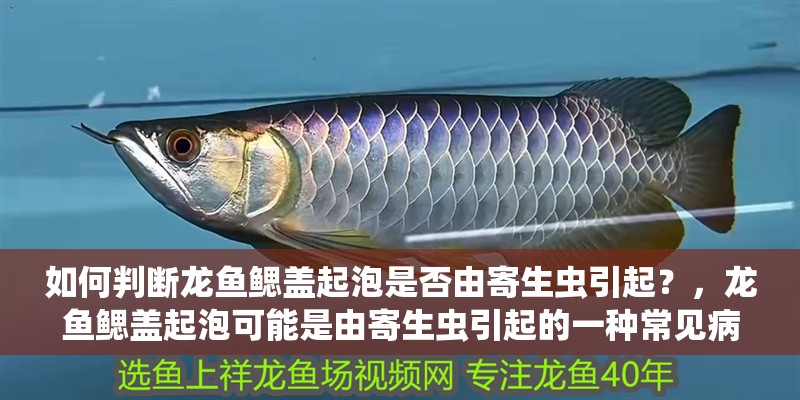 如何判斷龍魚(yú)鰓蓋起泡是否由寄生蟲(chóng)引起？，龍魚(yú)鰓蓋起泡可能是由寄生蟲(chóng)引起的一種常見(jiàn)病癥鰓蓋起泡