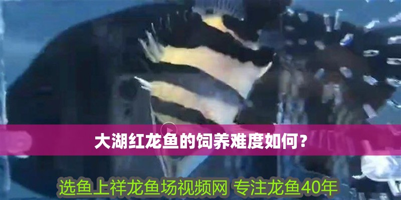 大湖紅龍魚的飼養難度如何？