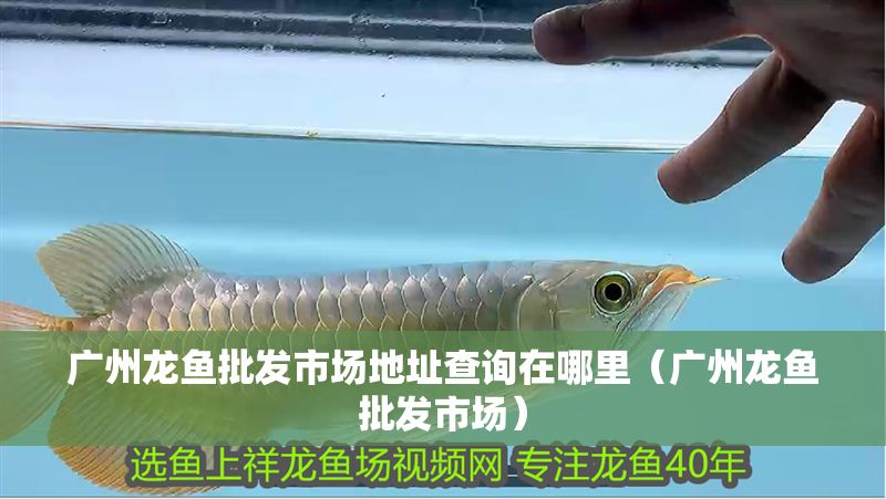 廣州龍魚批發市場地址查詢在哪里（廣州龍魚批發市場）