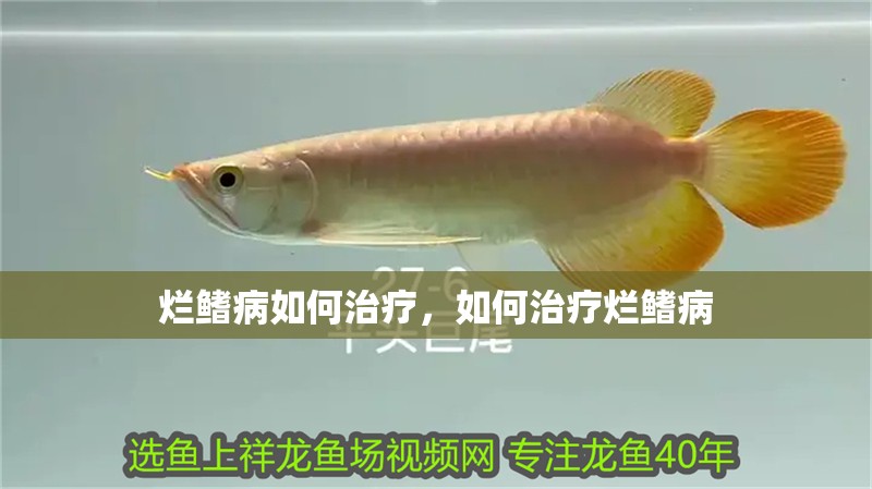 爛鰭病如何治療，如何治療爛鰭病