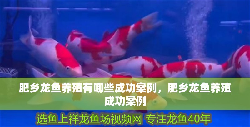 肥鄉龍魚養殖有哪些成功案例，肥鄉龍魚養殖成功案例