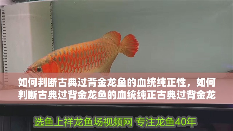 如何判斷古典過背金龍魚的血統純正性，如何判斷古典過背金龍魚的血統純正古典過背金龍魚的血統純正性