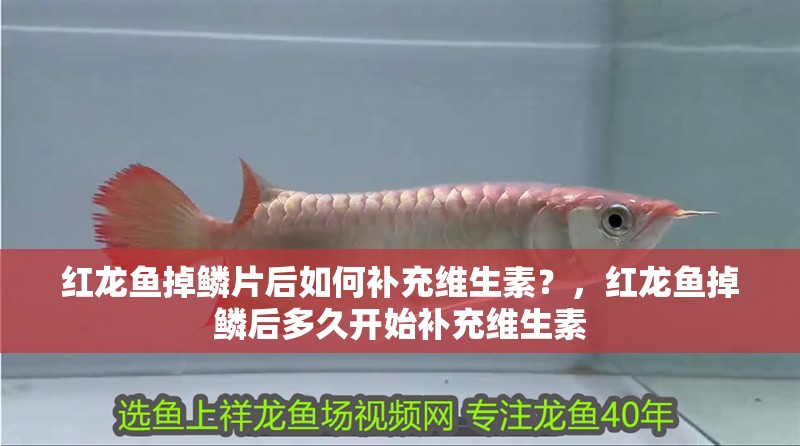 紅龍魚掉鱗片后如何補(bǔ)充維生素？，紅龍魚掉鱗后多久開始補(bǔ)充維生素