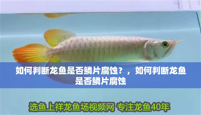 如何判斷龍魚是否鱗片腐蝕？，如何判斷龍魚是否鱗片腐蝕