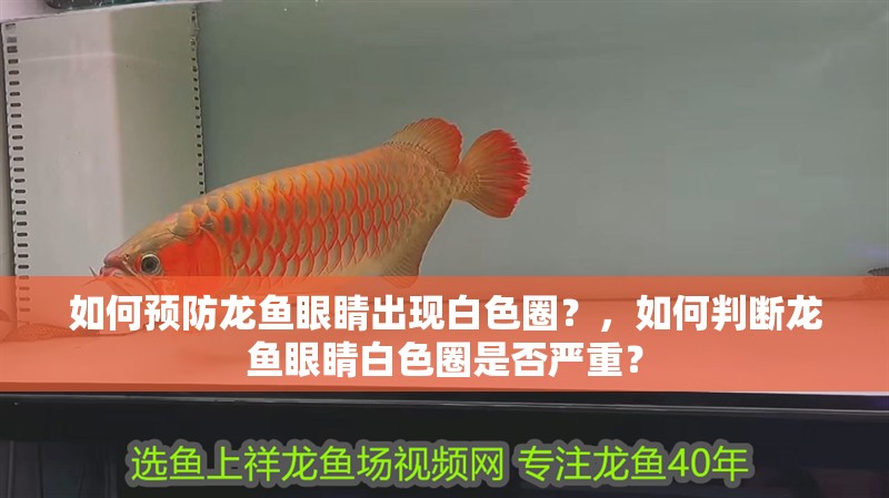 如何預防龍魚眼睛出現白色圈？，如何判斷龍魚眼睛白色圈是否嚴重？