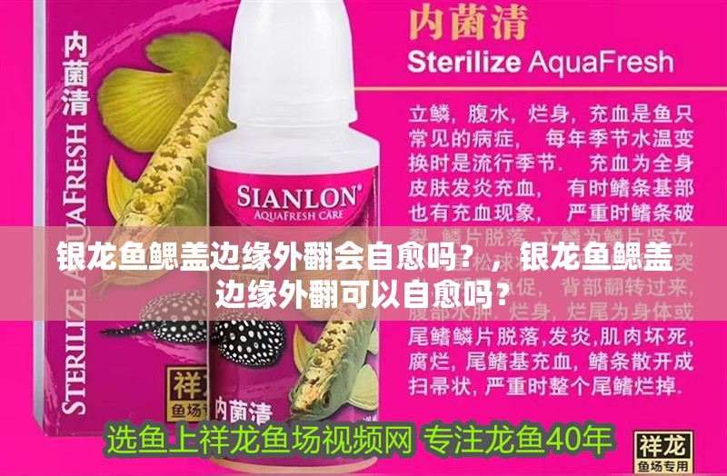 銀龍魚鰓蓋邊緣外翻會自愈嗎？，銀龍魚鰓蓋邊緣外翻可以自愈嗎？