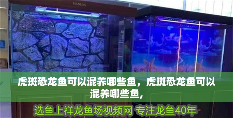 虎斑恐龍魚可以混養哪些魚，虎斑恐龍魚可以混養哪些魚,