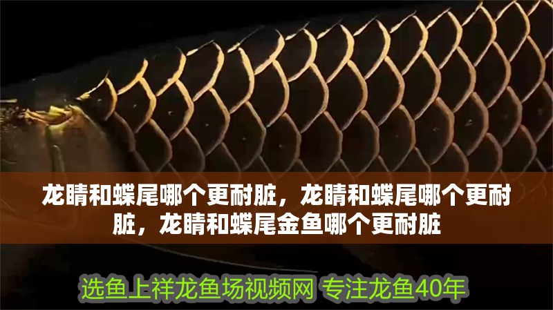 龍睛和蝶尾哪個更耐臟，龍睛和蝶尾哪個更耐臟，龍睛和蝶尾金魚哪個更耐臟
