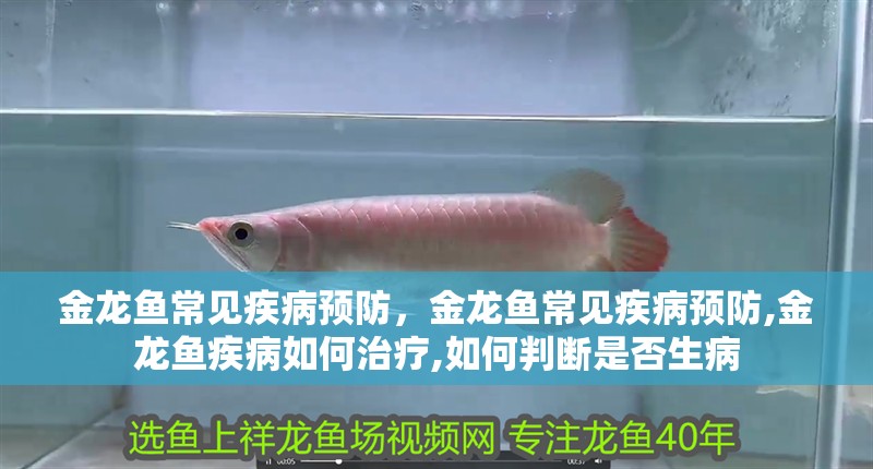 金龍魚常見疾病預防，金龍魚常見疾病預防,金龍魚疾病如何治療,如何判斷是否生病