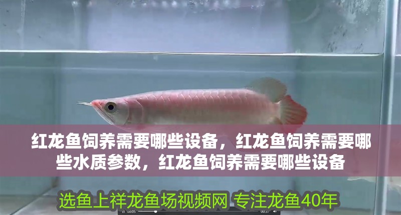 紅龍魚飼養(yǎng)需要哪些設備，紅龍魚飼養(yǎng)需要哪些水質(zhì)參數(shù)，紅龍魚飼養(yǎng)需要哪些設備