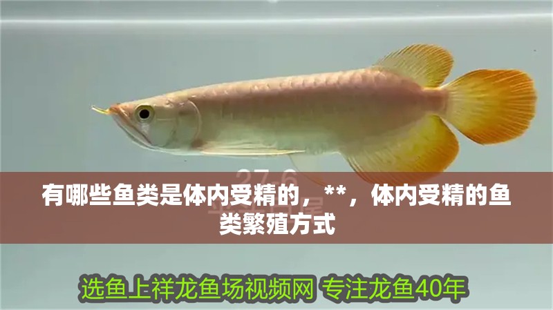 有哪些魚類是體內(nèi)受精的，**，體內(nèi)受精的魚類繁殖方式