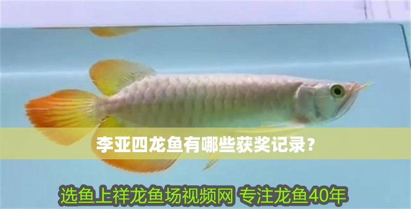 李亞四龍魚有哪些獲獎記錄？