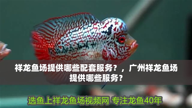 祥龍魚(yú)場(chǎng)提供哪些配套服務(wù)？，廣州祥龍魚(yú)場(chǎng)提供哪些服務(wù)？