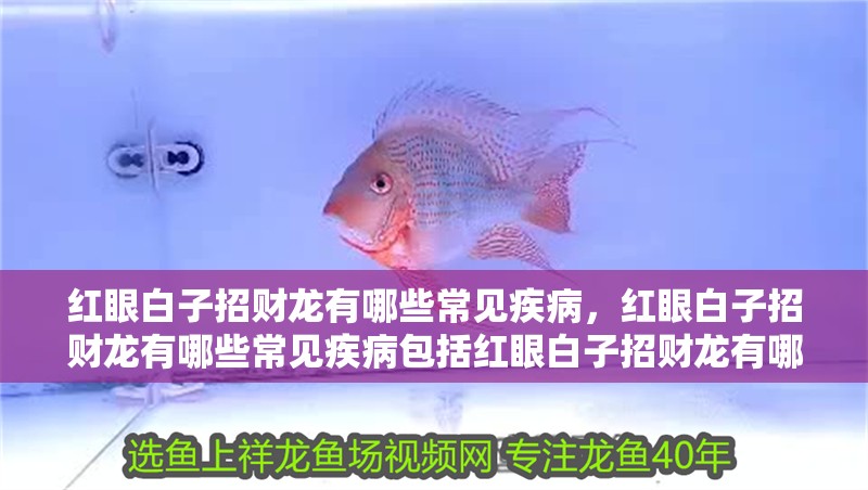 紅眼白子招財龍有哪些常見疾病，紅眼白子招財龍有哪些常見疾病包括紅眼白子招財龍有哪些常見疾病