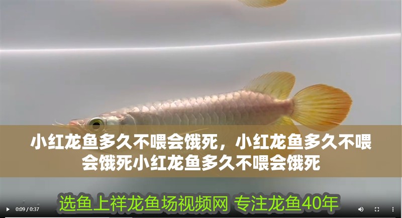 小紅龍魚多久不喂會餓死，小紅龍魚多久不喂會餓死小紅龍魚多久不喂會餓死