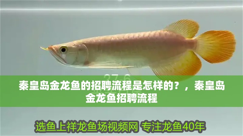 秦皇島金龍魚的招聘流程是怎樣的？，秦皇島金龍魚招聘流程