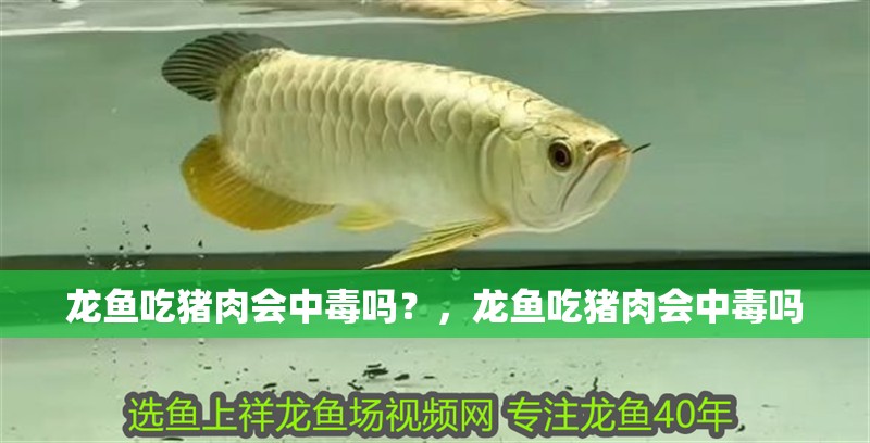 龍魚吃豬肉會中毒嗎？，龍魚吃豬肉會中毒嗎
