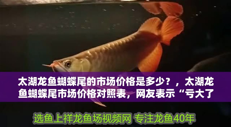 太湖龍魚蝴蝶尾的市場價格是多少？，太湖龍魚蝴蝶尾市場價格對照表，網友表示“虧大了”