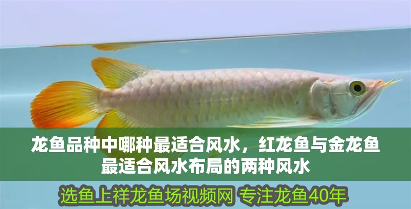 龍魚品種中哪種最適合風水，紅龍魚與金龍魚最適合風水布局的兩種風水