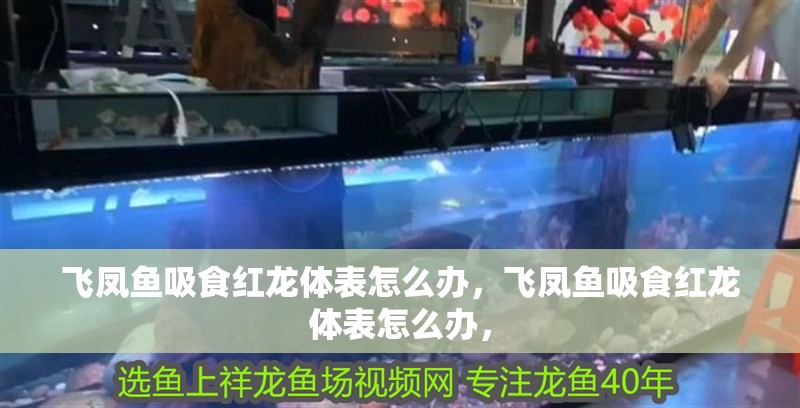 飛鳳魚吸食紅龍體表怎么辦，飛鳳魚吸食紅龍體表怎么辦，