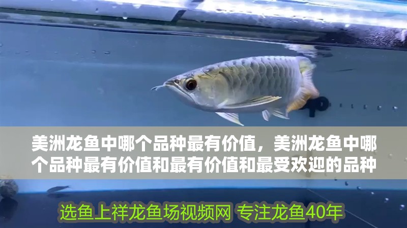 美洲龍魚中哪個品種最有價值，美洲龍魚中哪個品種最有價值和最有價值和最受歡迎的品種