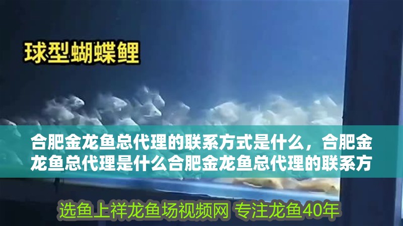 合肥金龍魚總代理的聯系方式是什么，合肥金龍魚總代理是什么合肥金龍魚總代理的聯系方式是什么