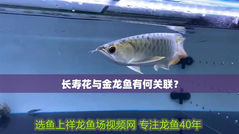 長壽花與金龍魚有何關聯？