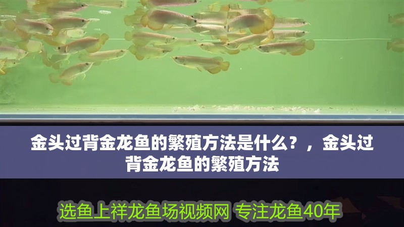 金頭過背金龍魚的繁殖方法是什么？，金頭過背金龍魚的繁殖方法