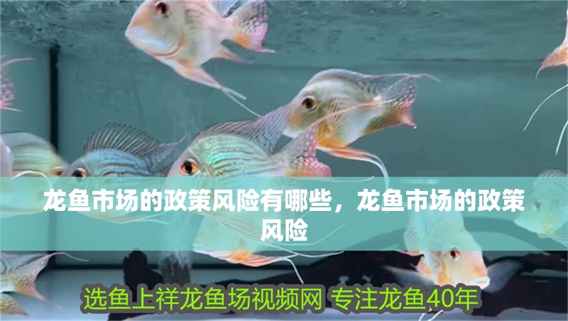 龍魚市場的政策風險有哪些，龍魚市場的政策風險