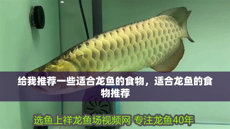 給我推薦一些適合龍魚的食物，適合龍魚的食物推薦