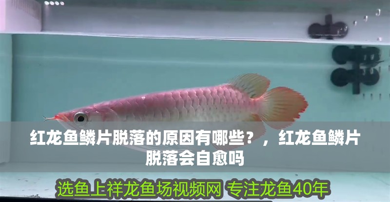 紅龍魚鱗片脫落的原因有哪些？，紅龍魚鱗片脫落會自愈嗎