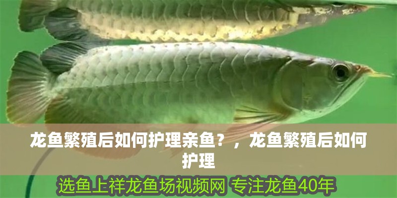 龍魚繁殖后如何護理親魚？，龍魚繁殖后如何護理