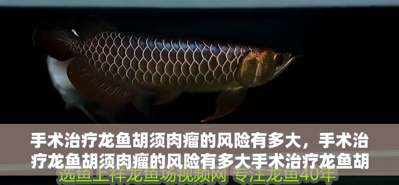 手術治療龍魚胡須肉瘤的風險有多大，手術治療龍魚胡須肉瘤的風險有多大手術治療龍魚胡須肉瘤風險有多大