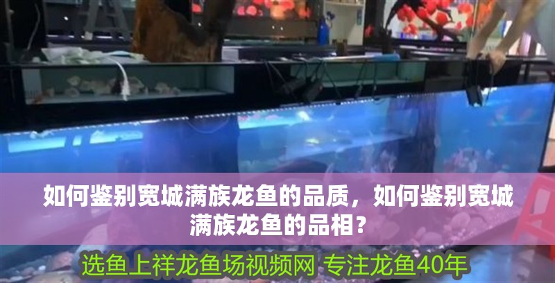 如何鑒別寬城滿族龍魚的品質，如何鑒別寬城滿族龍魚的品相？