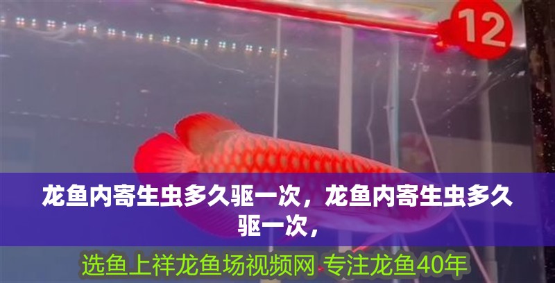 龍魚內寄生蟲多久驅一次，龍魚內寄生蟲多久驅一次，
