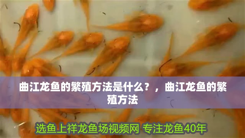 曲江龍魚的繁殖方法是什么？，曲江龍魚的繁殖方法