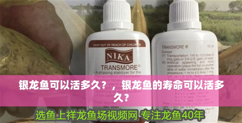 銀龍魚可以活多久？，銀龍魚的壽命可以活多久？