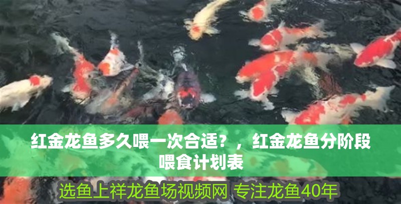紅金龍魚多久喂一次合適？，紅金龍魚分階段喂食計劃表
