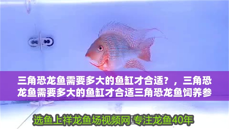 三角恐龍魚需要多大的魚缸才合適？，三角恐龍魚需要多大的魚缸才合適三角恐龍魚飼養參數清單