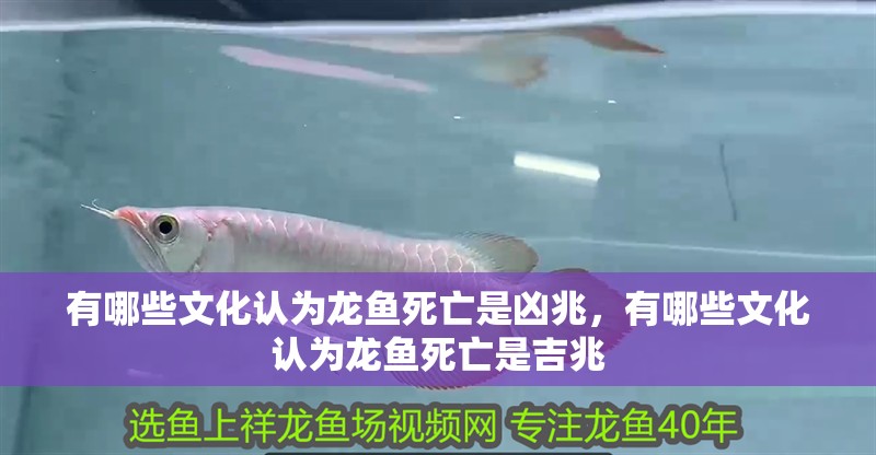 有哪些文化認為龍魚死亡是兇兆，有哪些文化認為龍魚死亡是吉兆