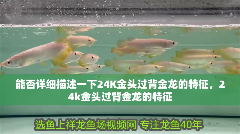 能否詳細描述一下24K金頭過背金龍的特征，24k金頭過背金龍的特征