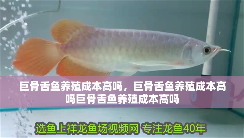 巨骨舌魚養(yǎng)殖成本高嗎，巨骨舌魚養(yǎng)殖成本高嗎巨骨舌魚養(yǎng)殖成本高嗎