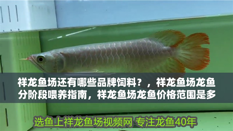 祥龍魚場(chǎng)還有哪些品牌飼料？，祥龍魚場(chǎng)龍魚分階段喂養(yǎng)指南，祥龍魚場(chǎng)龍魚價(jià)格范圍是多少